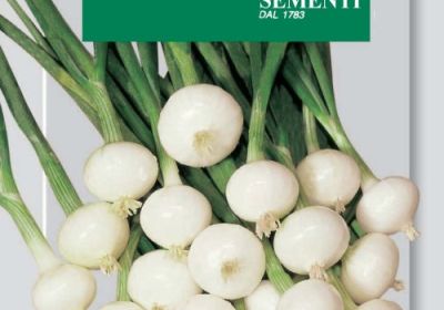 Onion- Cipola Barletta (DBO 42-1)