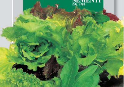 Lettuce- Misticanza Di Lattughe Primavera Estate (DBO 93-16)