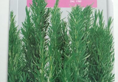 Rosemary- Rosmarino (DBA 116-1)