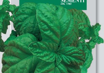 Basil - Basilico Bolloso Napoletano (DBO 13-8)