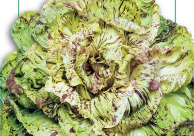 Cicoria- Chicory  Variegata di Castelfranco  (40-5)