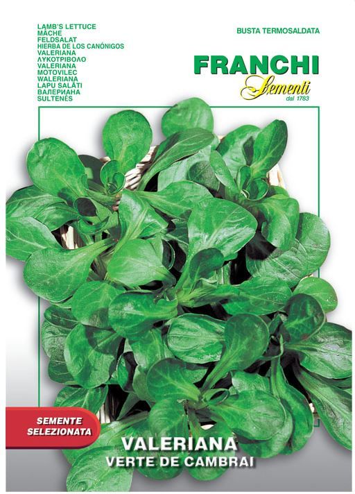 lambs_lettuce.JPG