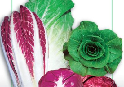 Leaf Chicory- Misticanza Di Radicchi (DBO 93-2)