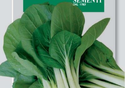 Cavolo ( Chinese cabbage)  Pac-Choy 35-10