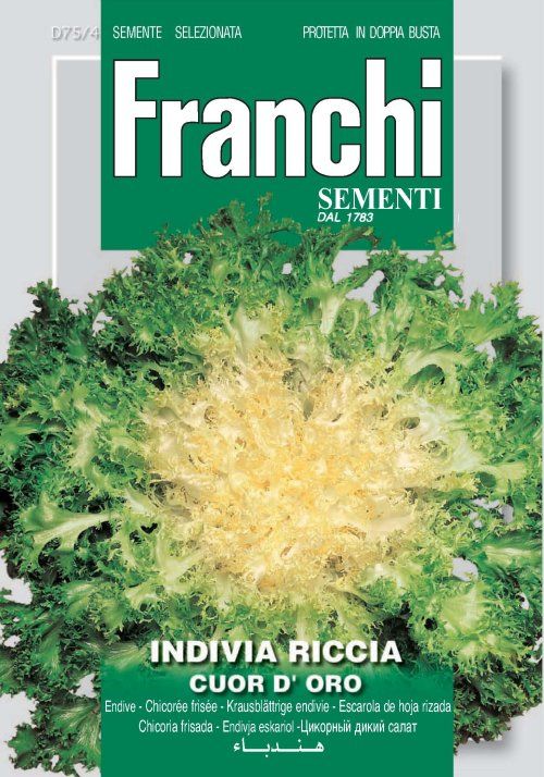 Endive-Indivia Riccia Cuor D'Oro (DBO 75-4) :: Italian Garden Seeds