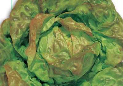 Lettuce- Trocadero  79-12