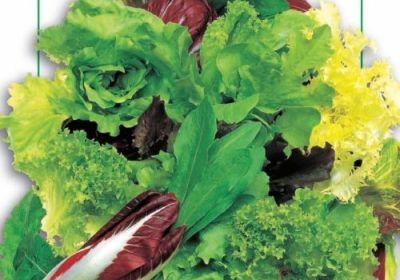 Lettuce- Misticanza Quattro Stagioni (93-4)