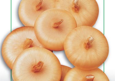 Onion-Cipolla Borettana (VXO 43-2)