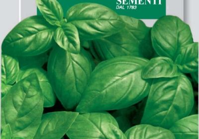 Basil- Basilico Italiano Classico (DBO 13-2)