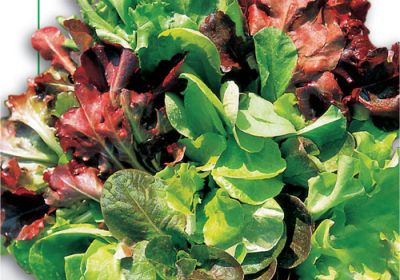Lettuce- Misticanza Di Lattughe (93-1)