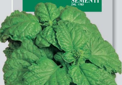 Basil- A Foglie Di Lattuga 13-3