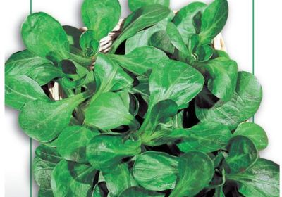 Valerina- Verte de Cambrai (Lamb's Lettuce) 140-6